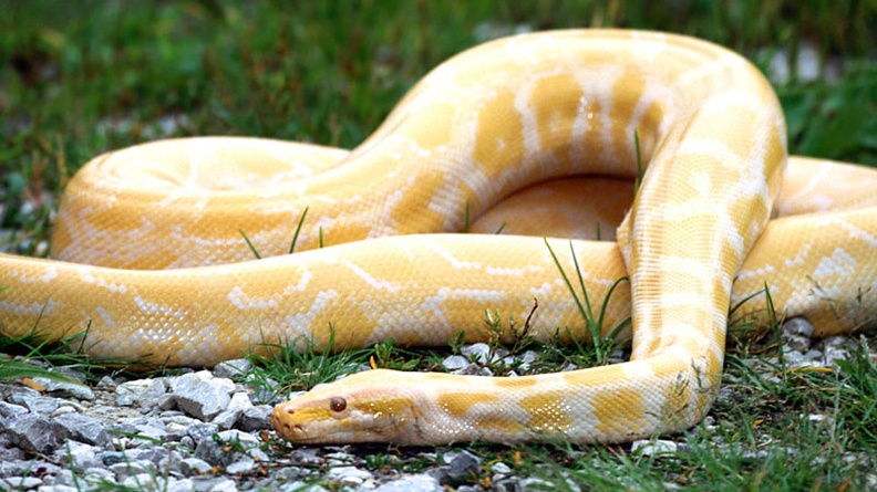 Albino Burmese Python